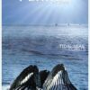 The Blue Planet, Seas of Life: Tidal Seas Coasts