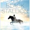 The Black Stallion
