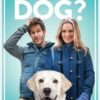 Who Gets The Dog?